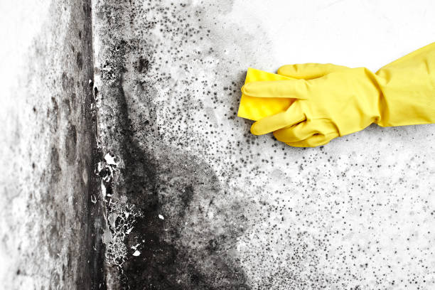 Best Emergency Mold Removal  in Lake Cherokee, TX