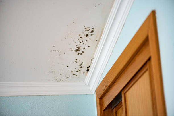 Best Commercial Mold Removal  in Lake Cherokee, TX