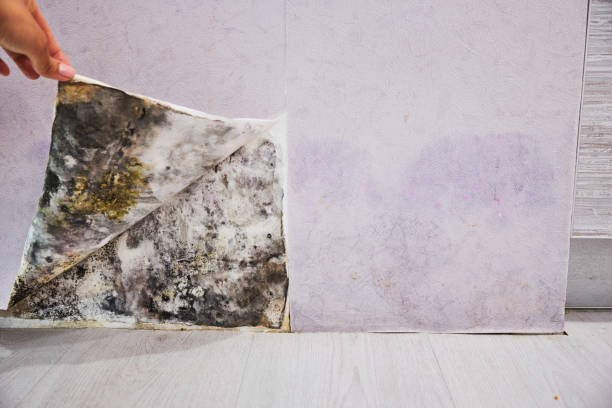 Mold Testing and Removal in Lake Cherokee, TX